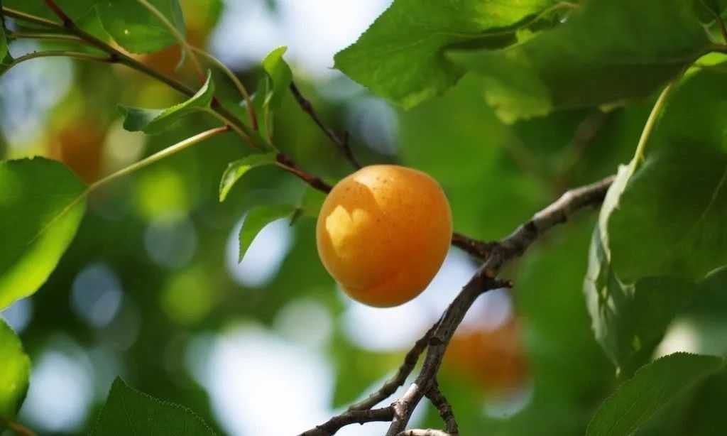 绿水|诗词之杏:绿水满池塘,点水蜻蜓避燕忙