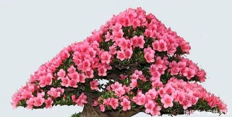 聪明人都养4种花,福旺运旺财更旺,财运爆发,事业风生水起