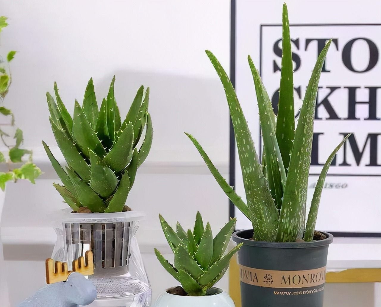 此几种花很养人,卧室客厅放几盆,净化空气,有助睡眠