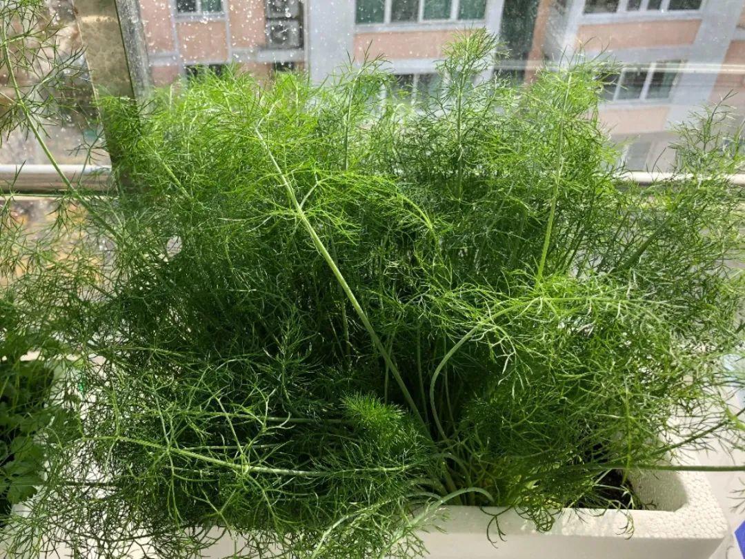 阳台养这10种菜,长得快、结果多,全家都够吃!