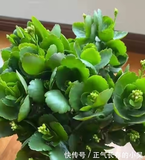 长寿花有“4喜”和“3怕”,冬天养护尤其要注意