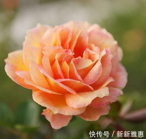 中国最香的花是什么花？哪些花比较好养？