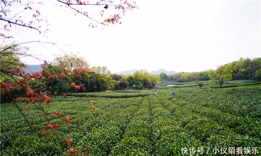 木棉|杭州的春天也太早了，来茅家埠赏风景挖野菜，寻找春天的气息