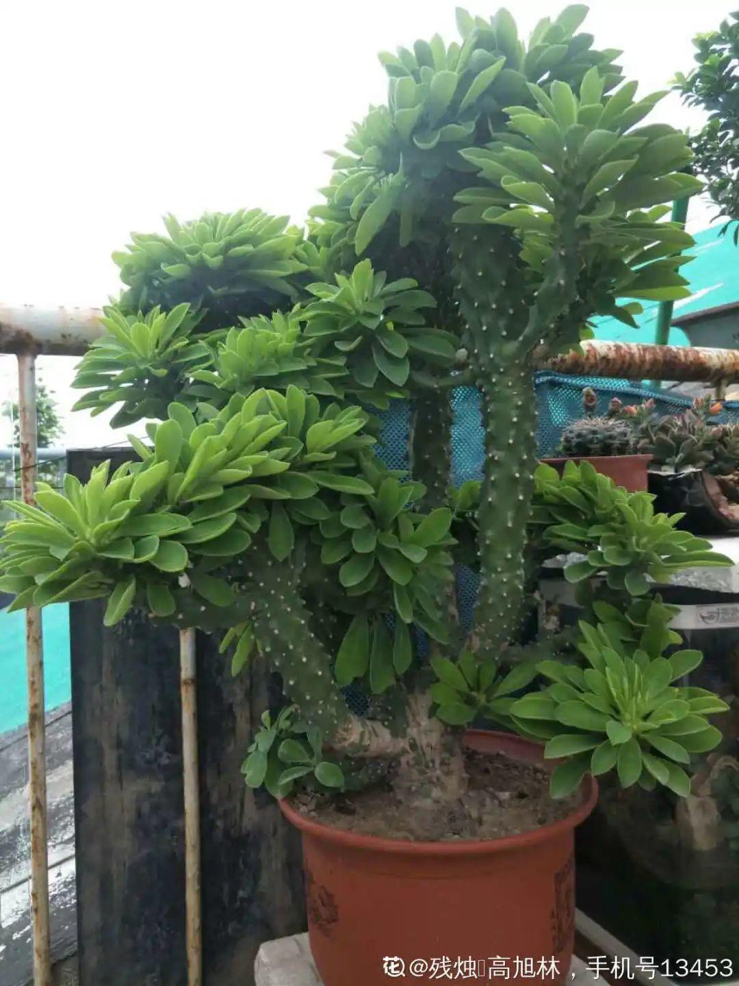 叶子|家里养棵“丑八怪”,霸气镇宅,越养越爱