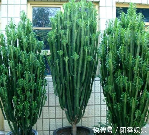 三种花,放在室内养高端大气上档次,关键是还吸甲醛,尽量养一盆