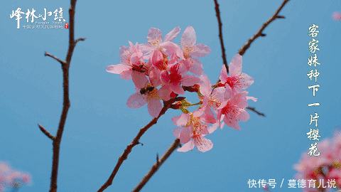 花花世界迷人眼！？在英德也能坐上火车看绚烂的花海，真是太美了！