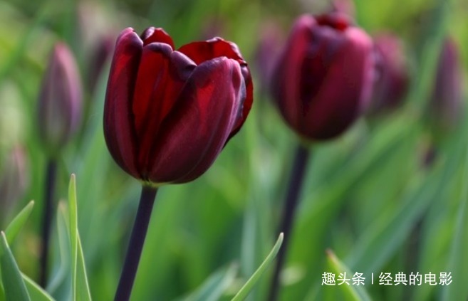 此花被视为稀世珍宝，身价百倍引人狂热追求，是神秘与死亡的象征