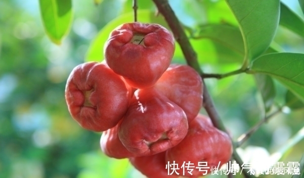 莲雾|晚上睡觉前当零食吃几颗,半个月后,缓解失眠多梦,皮肤细腻光滑