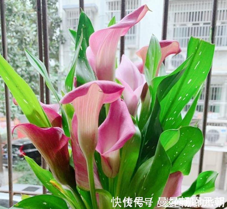 能手|世上公认最美的4种花,是“开花小能手”,一年花期多