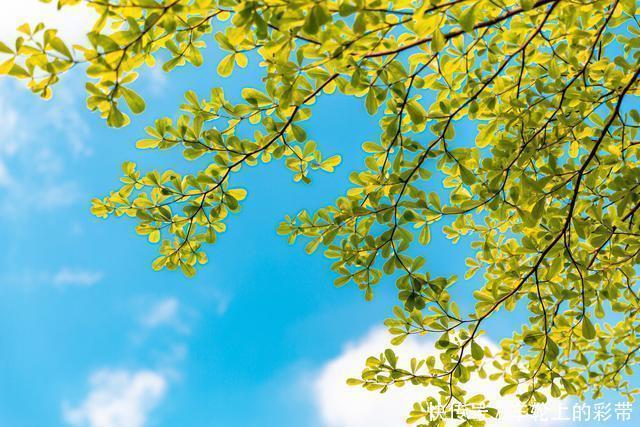 诗词丨芳菲随春去,葱茏入夏来