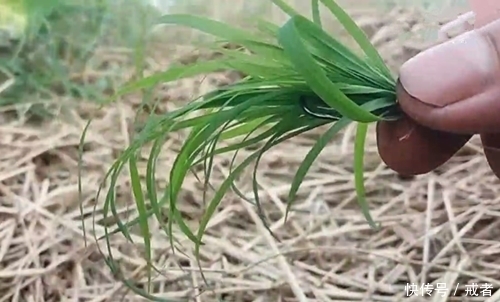 嫩草钓鱼，不用花钱买饵料就钓获一条草鱼，经济实用