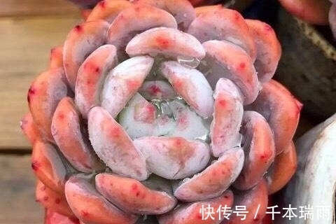 乌木|适合新手养护的4款经典多肉,便宜好养易上色,花友几乎都养过