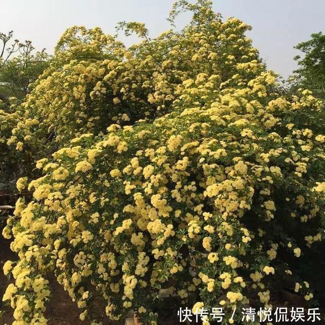 三角梅|家里有小院，种上爬藤花，爬上墙爬上窗，美到极致，天上人间