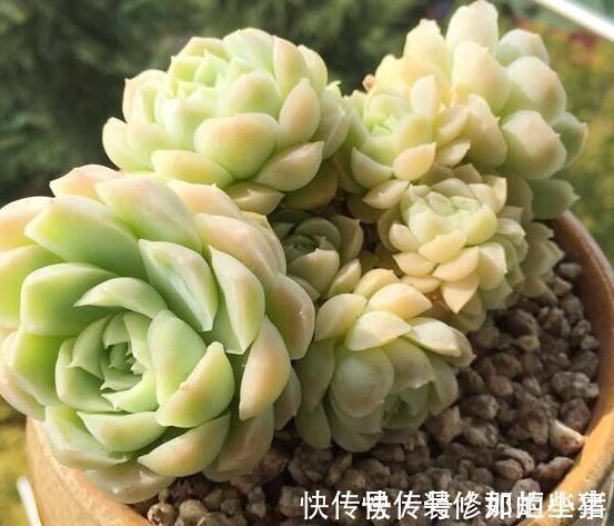 株型最紧凑的,状态最美的多肉,出状态美的跟有仙气一样的透明色