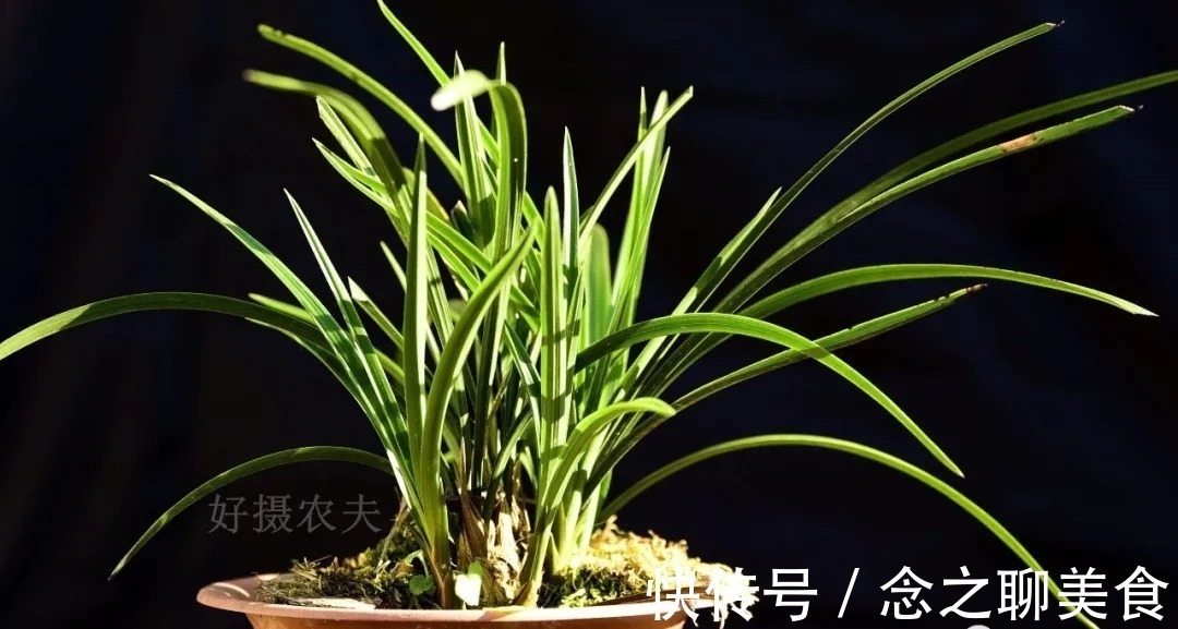 梅雨季节|梅雨季节室外养兰花，如何有效避免烂根？这个技巧值得收藏