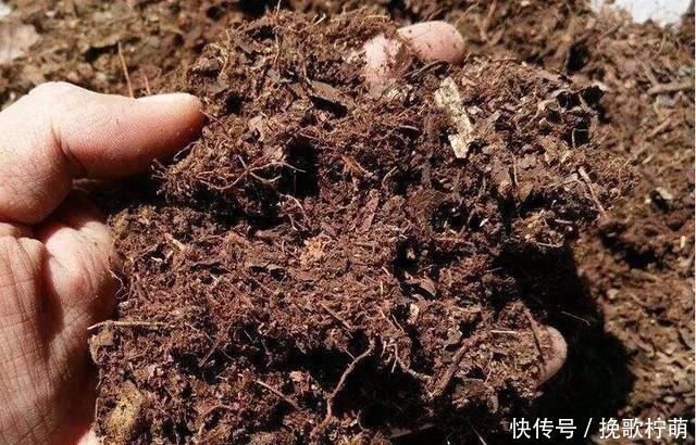 土质|最不适合养花的几种土壤,千万不要用,否则黄叶烂根养不活!