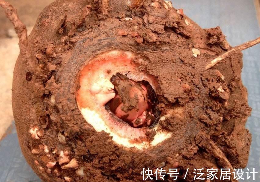 魔芋豆腐|它是“肠道清洁工”,营养很高适合夏季食用,3块钱能做1大盘