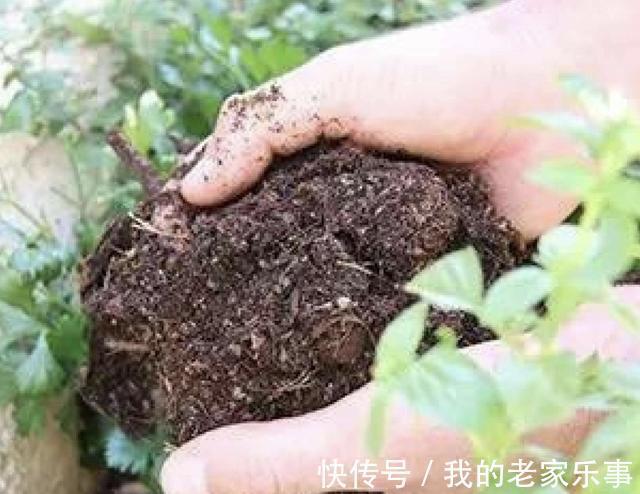 3种“小废渣”，出门捡“1袋”，每隔2个月给花卉用1点，爆盆快！