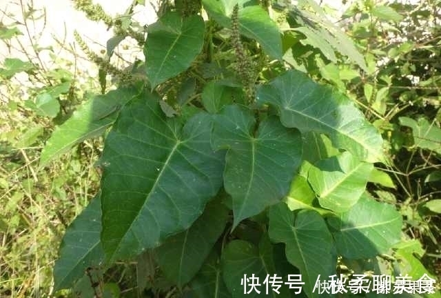 野果|灌丛中生长的野果,用手一掐乳汁直流,好多人叫不上它的名字