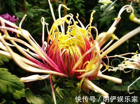 喜欢菊花，就养盆“菊中精品”岸千羽鹤，似仙鹤起舞，优雅妖娆