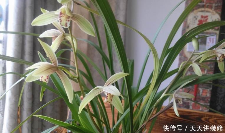 光照|家中的兰花盆栽多年不开花,究其原因,不过是这3点没做好罢了