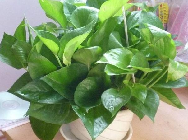 卫生间|卫生间''除异味''大招放置3种绿植除臭，居家环境更舒适