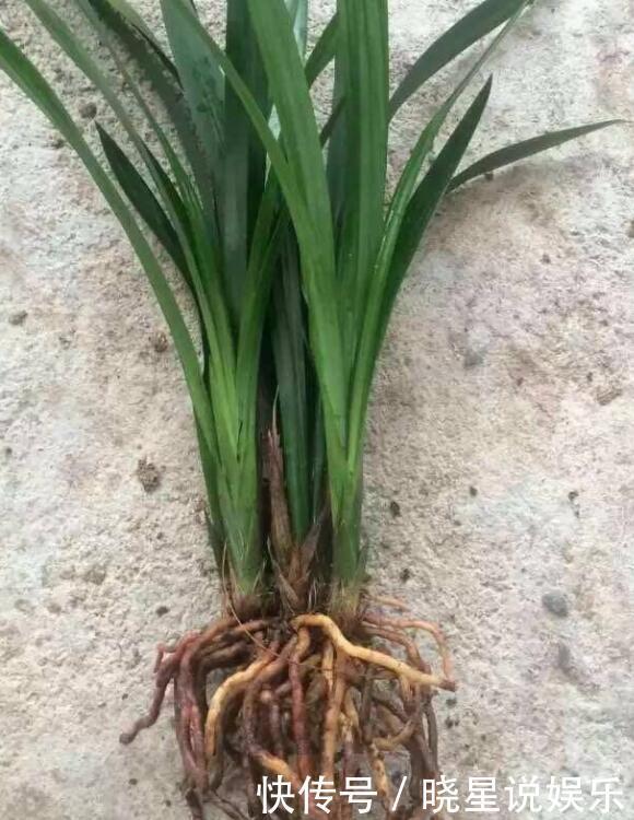墨兰得根腐病还有救吗教你2个挽救小妙招，让墨兰“起死回生”