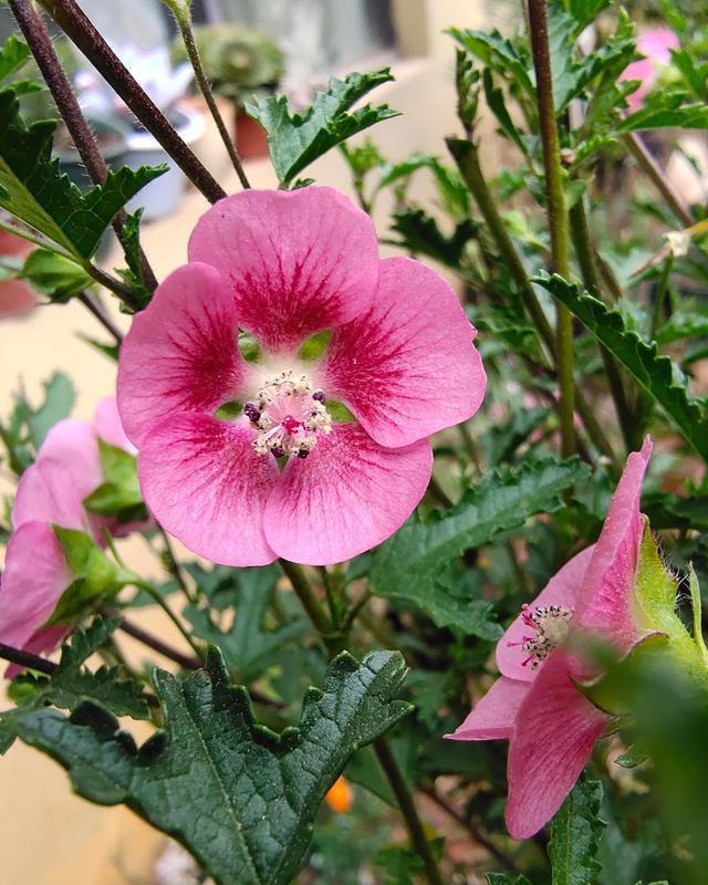 养花在“精”不在多，试试这“三种花”，入春开出一片花海