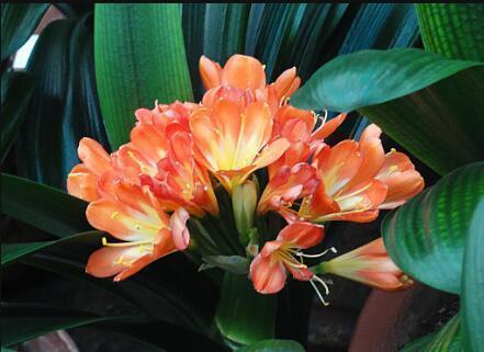 君子兰吃点“补药”,半个月看花箭蹿出来,还能预防烂根