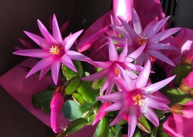 叶片|养2种花“不用等”,现在扦插、20天生根发芽,入冬就开花