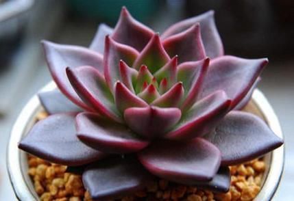 到了冬天,就对多肉不管不问?处理好3点,嗖嗖往外冒侧芽