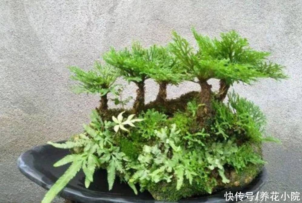 养护|外面遇到5种小植物，带回来做成小盆景，漂亮又美观