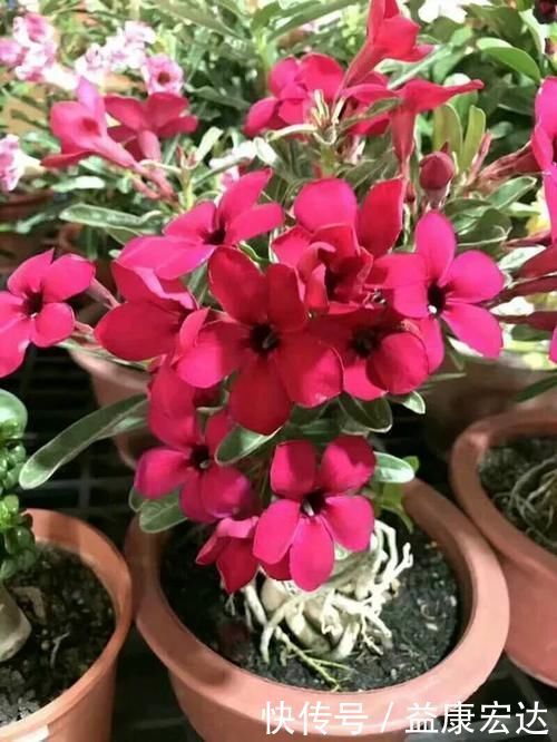 虎尾兰|客厅适合养的5种“耐旱花”,1个月不用浇水,反而爆盆!