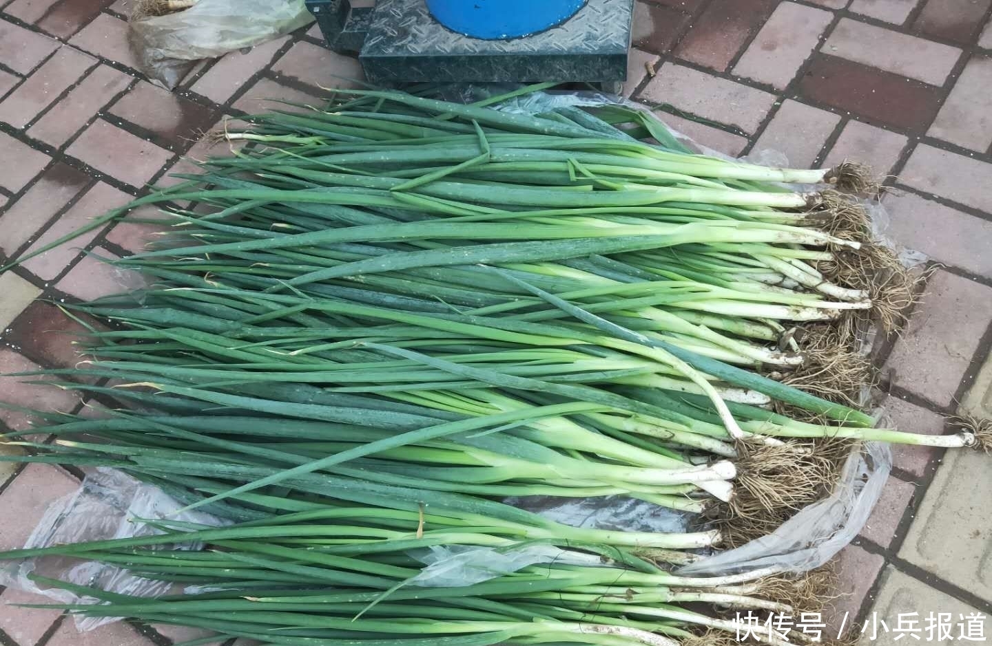 明年|楼房冬天咋保存大葱？教你1妙招，吃到明年春天都不空心、不烂心