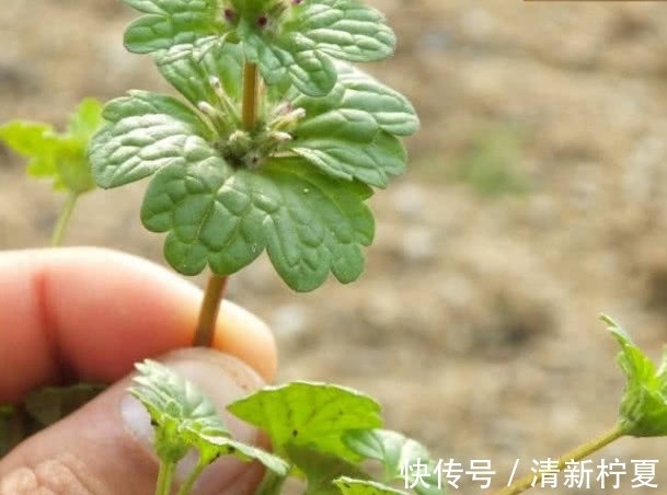 中草药|农村的一种野草,现在却千金难买,看见一定要带回家!