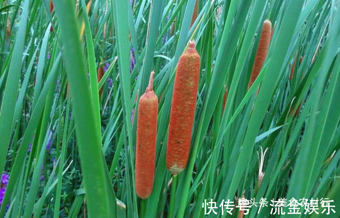 好药材|河边一种像“香肠”的野草,小孩常摘去玩,殊不知珍贵是好药材