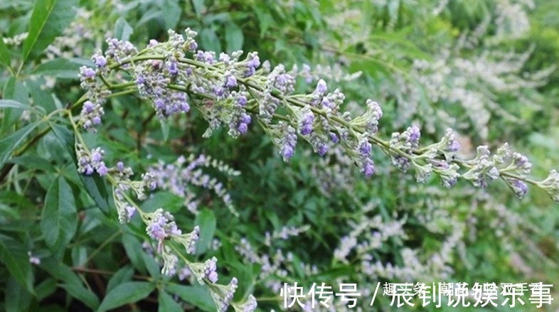 在山上摘一种野生植物的种子塞枕头,一挨枕头就睡得香甜