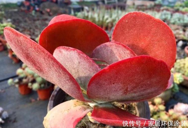 用多肉唐印嫁接长寿花能成活吗？理论上能活，因为它们同科同属