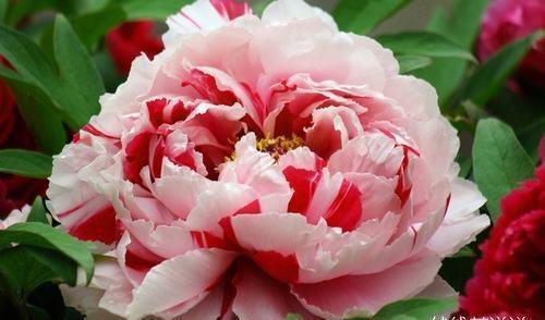 怀孕|怀孕7个月去做四维彩超,医生突然大笑不止,老公看后乐坏了