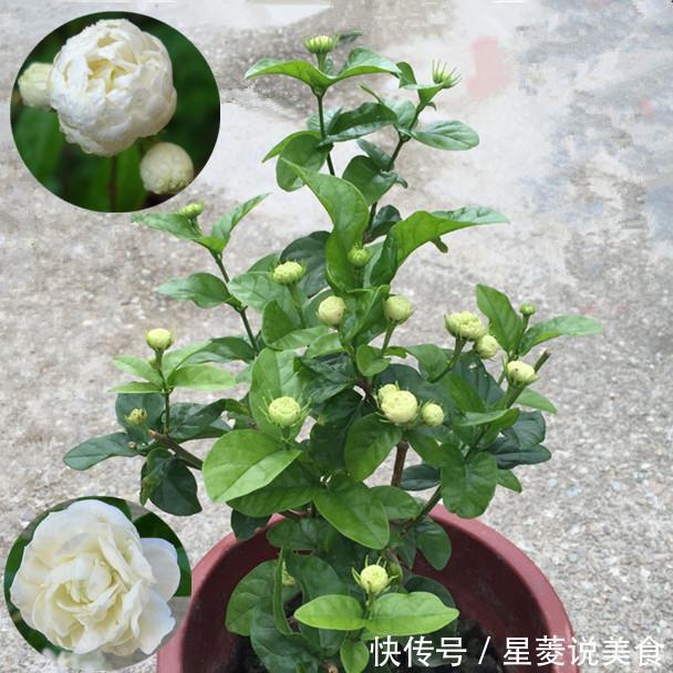 “我国第1香花”,沾土就活,开花249天不枯萎,香飘10层楼