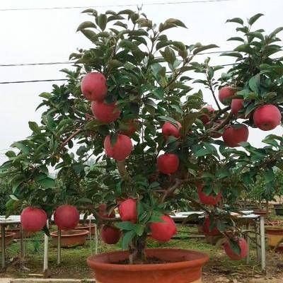 植株|阳台再小，也要养4种果树，植株矮小，结果颇多，还能当盆栽欣赏