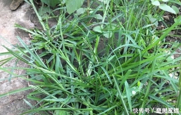 城市人|有两种野草在农村随处可见,总是被视而不见,却是很珍贵的药材