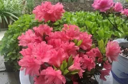 家家都有的1种垃圾,养花盆里放一些,养啥旺啥,轻松爆盆!