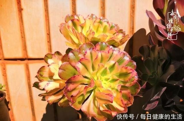 如何让多肉变美看看我是如何宠它们的!如何让多肉变美看看我是如何宠它们的!