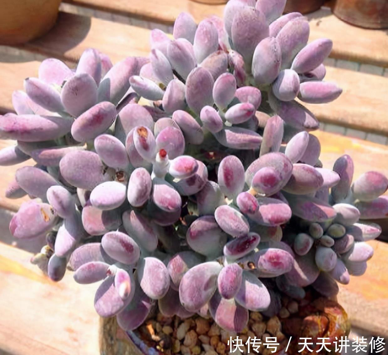 这5种多肉植物堪称夏必死,新手花友慎养