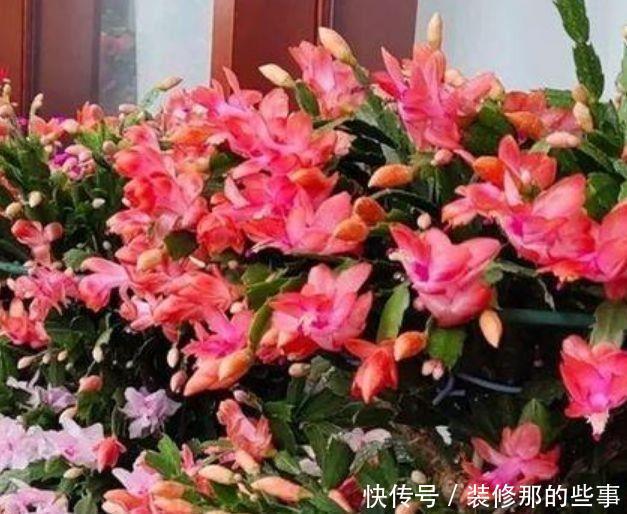 几种花卉美过玫瑰,好养又漂亮,一年四季花开不停