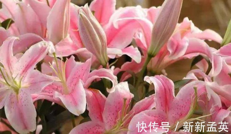 漂亮|4种花很爱开花,一养就“花开满盆”,漂亮又好养活!