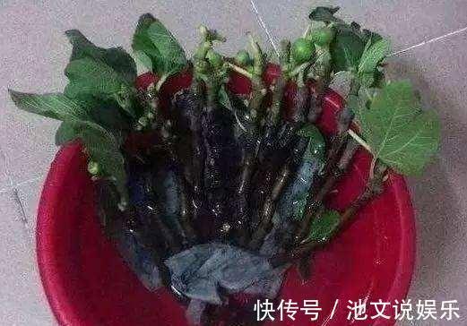 扦插|路边掰个枝,扦插一盆无花果,养在阳台,结果比“鸡蛋”还大