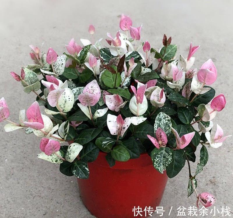 优雅灵动婉转清丽的花叶藤草,花叶络石这么养护,缤纷芳菲如彩蝶