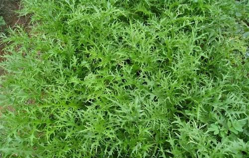 润肤|想长寿要会吃，3种食物换着吃，明目清心，润肤解毒，早吃早好